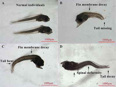 Effects of temperature shock on the survival of different life stages of large yellow croaker (Larimichthys crocea) by simulated power plant cooling water